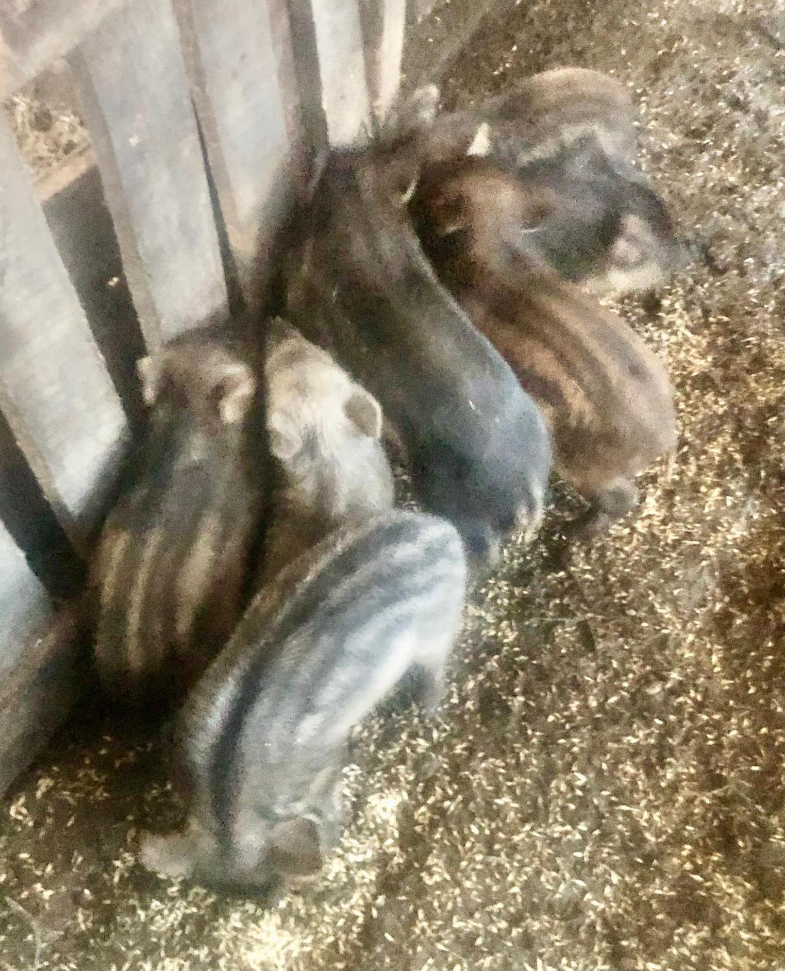 Kardanakhi Elizbar Talakvadze Wineryヴィラ エクステリア 写真